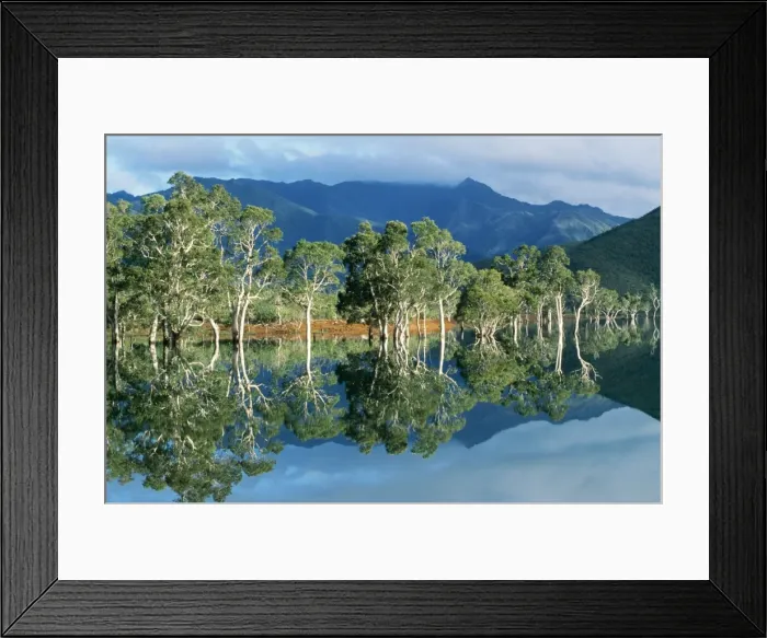 Framed Print : Pacific Islands New Caledonia, Blue River Regional Park Yate Lake (artificial) Niaouli trees in water during wet season. (Has became an invasive pest species in Florida) Framed Print : Pacific Islands New Caledonia, Blue River Regional Park Yate Lake (artificial) Niaouli trees in water during wet season. (Has became an invasive pest species in Florida)