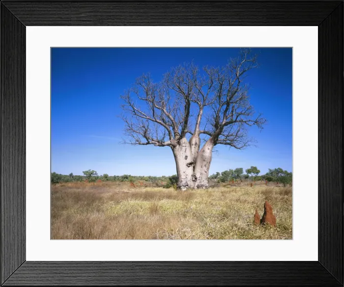 Framed Print : Australia Australian Baobab tree, Kimberley, Western Australia Framed Print : Australia Australian Baobab tree, Kimberley, Western Australia