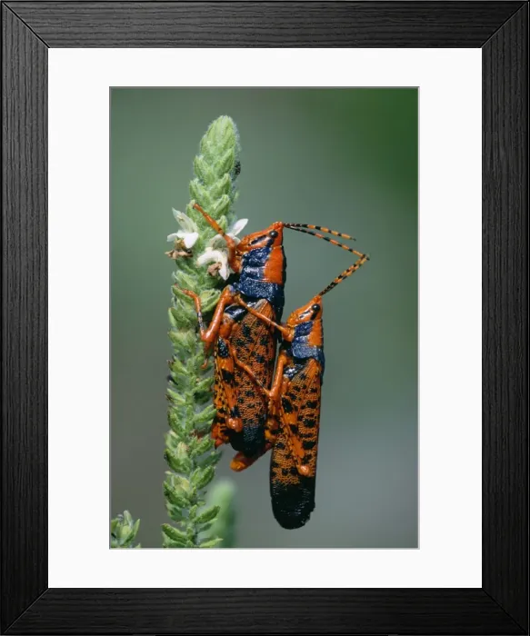 Framed Print : Leichhardt's Grasshopper - Mating pair on host plant Pityrodia jamesii Kakadu National Park, Northern Territories, Australia Framed Print : Leichhardt's Grasshopper - Mating pair on host plant Pityrodia jamesii Kakadu National Park, Northern Territories, Australia