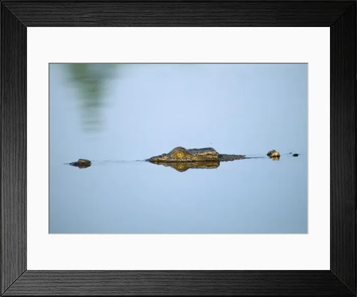 Framed Print : Saltwater / Estuarine Crocodile Kakdu National Park, Northern Territory, Australia Framed Print : Saltwater / Estuarine Crocodile Kakdu National Park, Northern Territory, Australia