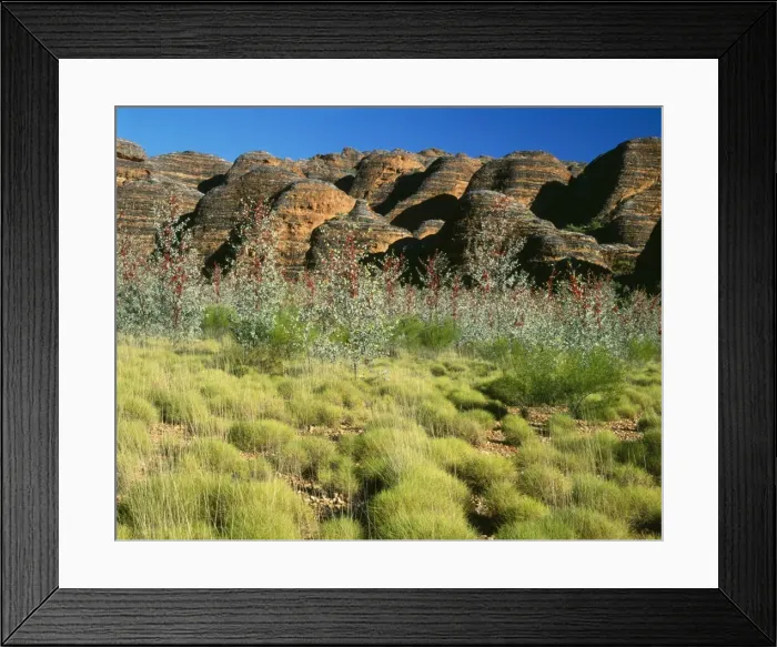Framed Print : Western Australia - limestone beehives with Prickly or Holly Grevillea (Grevillea wickhamii). Purnululu National Park, Bungle Bungle Range Framed Print : Western Australia - limestone beehives with Prickly or Holly Grevillea (Grevillea wickhamii). Purnululu National Park, Bungle Bungle Range