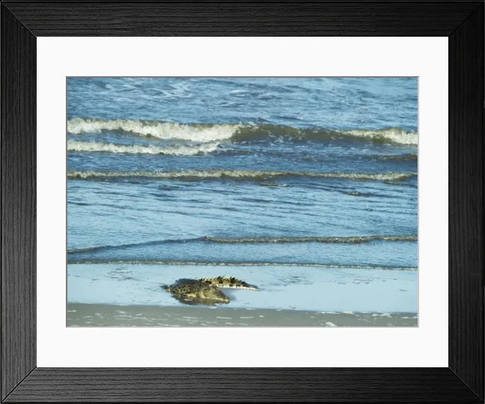 Framed Print : Estuarine / Saltwater Crocodile Arnhem Land, Coast, Northern Territory Framed Print : Estuarine / Saltwater Crocodile Arnhem Land, Coast, Northern Territory