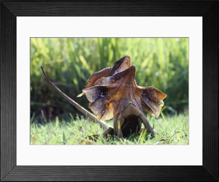Framed Print : Frilled Lizard Northern Territory Australia Framed Print : Frilled Lizard Northern Territory Australia