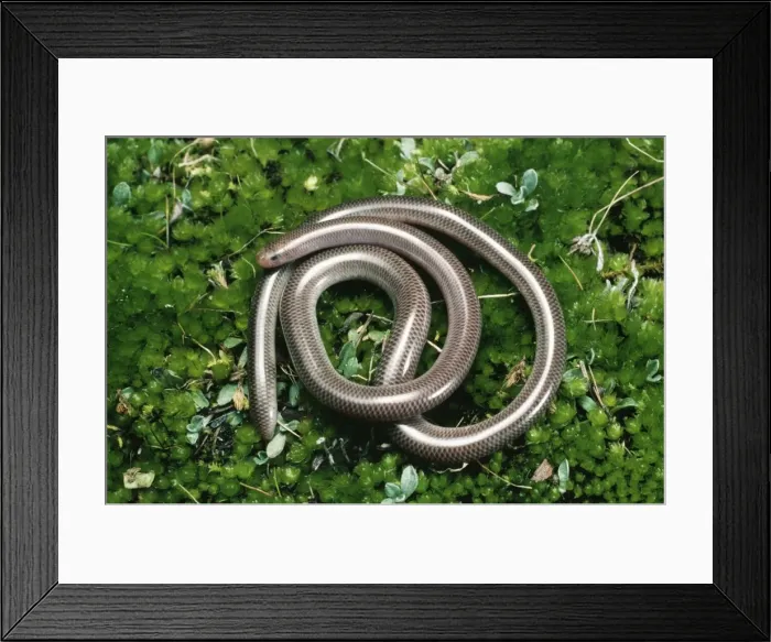 Framed Print : Blind Snake