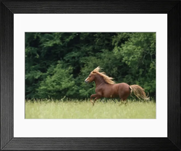 Framed Print : Welsh Moutain Pony - type A Stallion Framed Print : Welsh Moutain Pony - type A Stallion