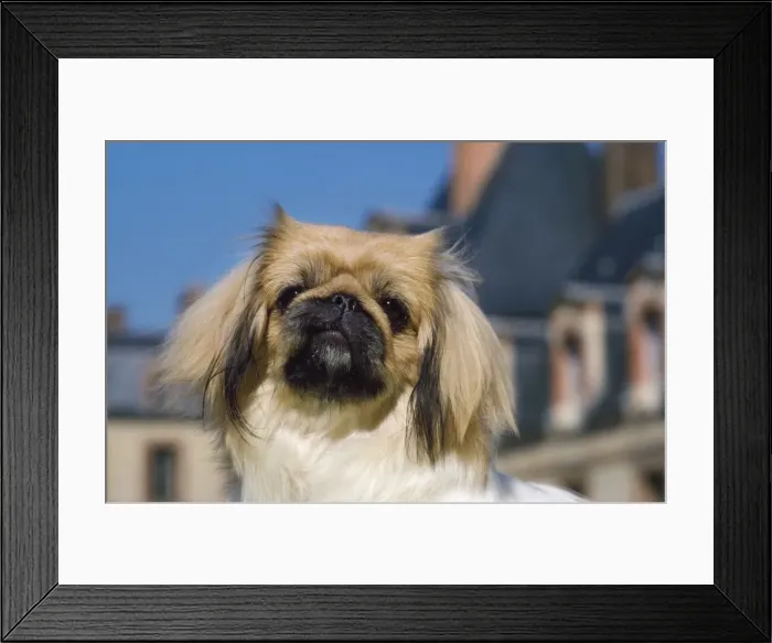 Framed Print : Pekingese Dog Framed Print : Pekingese Dog