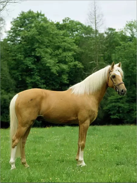 Palomino Horse - Pony in meadow