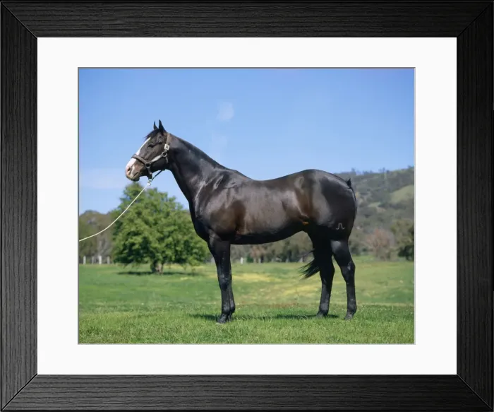 Framed Print : Quarter Horse - stallion Framed Print : Quarter Horse - stallion