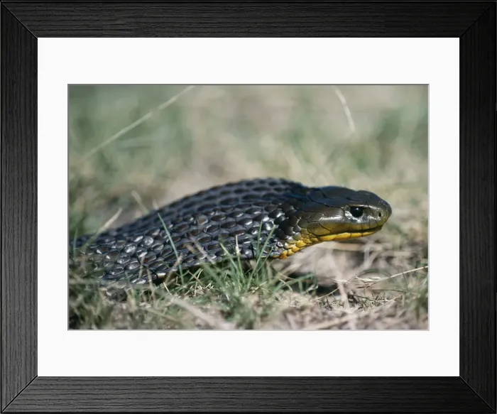 Framed Print : Tiger Snake Australia Framed Print : Tiger Snake Australia
