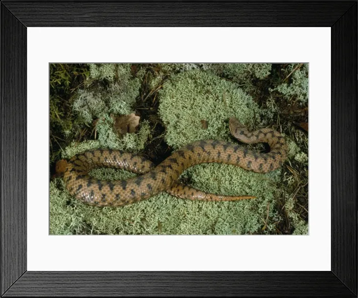Framed Print : Aspic Viper Framed Print : Aspic Viper