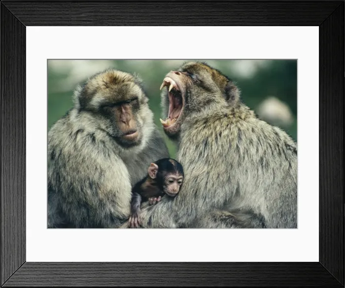 Framed Print : Barbary Apes - Males using newborn to avoid aggression between them Framed Print : Barbary Apes - Males using newborn to avoid aggression between them