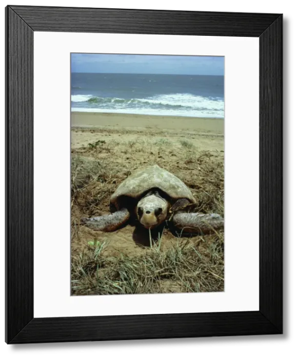 Framed Print : Loggerhead Turtle Egg laying at Mon Repos Beach, Queensland, Australia Framed Print : Loggerhead Turtle Egg laying at Mon Repos Beach, Queensland, Australia
