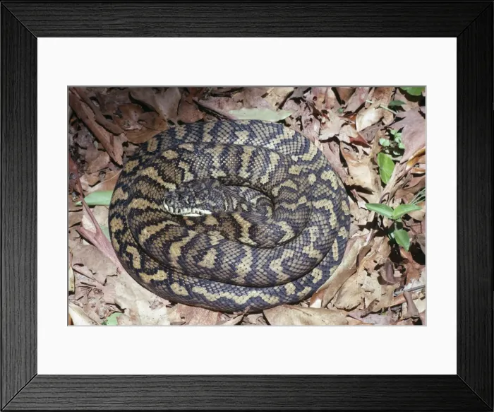 Framed Print : Carpet Python Snake East Australia Framed Print : Carpet Python Snake East Australia
