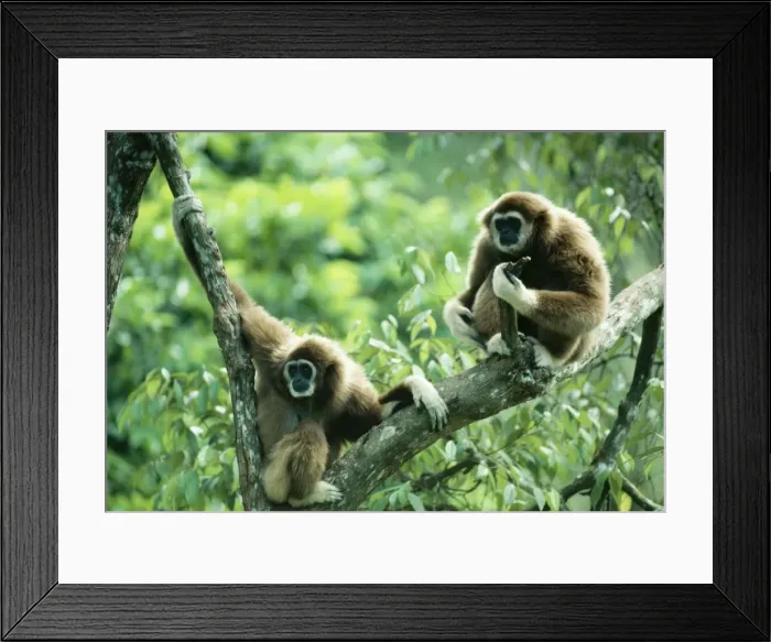 Framed Print : White-handed Gibbon Framed Print : White-handed Gibbon