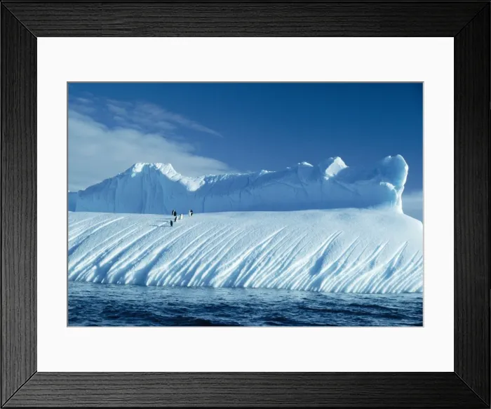 Framed Print : Chinstrap Penguin - on iceberg Framed Print : Chinstrap Penguin - on iceberg