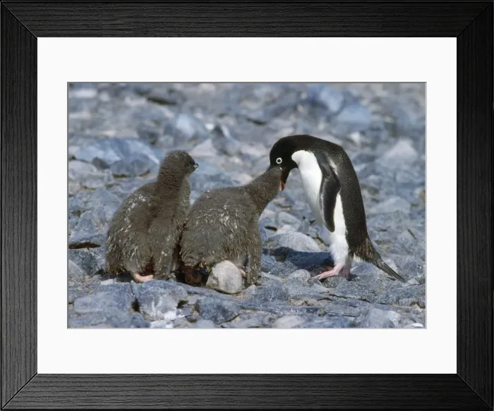 Framed Print : Adelie Penguin - feeding chicks Torgesen Island Antarctic Penisula Framed Print : Adelie Penguin - feeding chicks Torgesen Island Antarctic Penisula