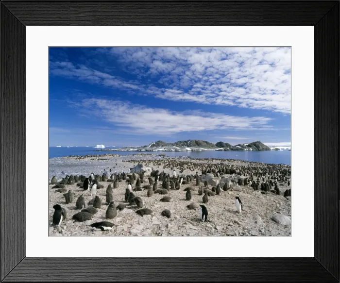 Framed Print : Adelie Penguins - adult and chicks Torgensen Island, Near Palmer Station, off Antartica Pennisula Framed Print : Adelie Penguins - adult and chicks Torgensen Island, Near Palmer Station, off Antartica Pennisula