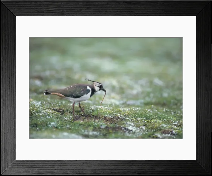 Framed Print : Lapwing - with earthworm Scotland Framed Print : Lapwing - with earthworm Scotland