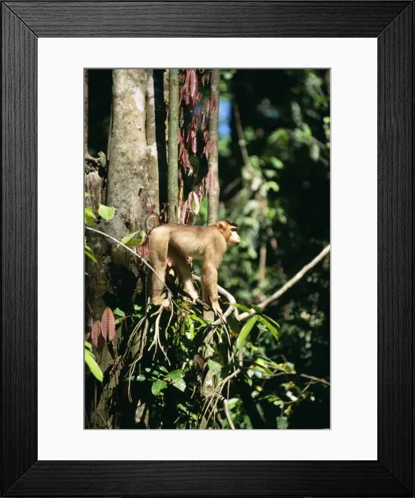 Framed Print : Pig-tailed Macaque Monkey - in tree Sabah, Borneo Framed Print : Pig-tailed Macaque Monkey - in tree Sabah, Borneo