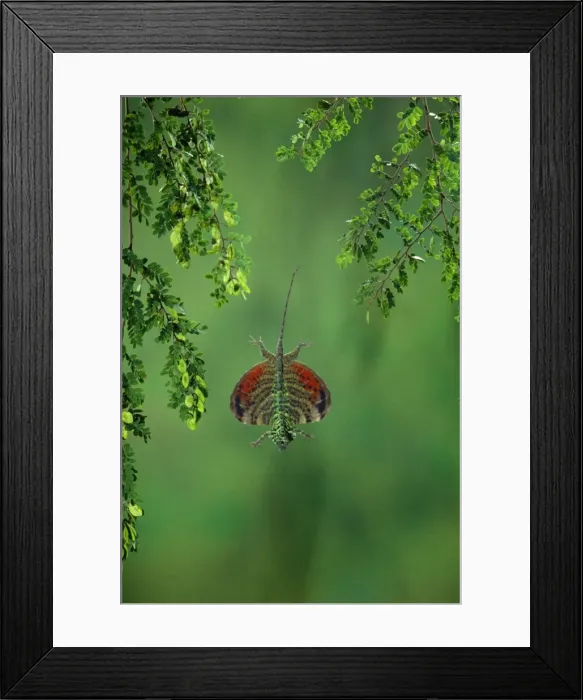 Framed Print : Flying Lizard Framed Print : Flying Lizard