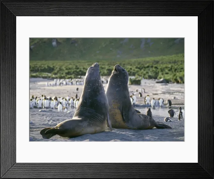 Framed Print : Southern Elephant Seal - young male play fighting South Georgia, Antarctic Framed Print : Southern Elephant Seal - young male play fighting South Georgia, Antarctic