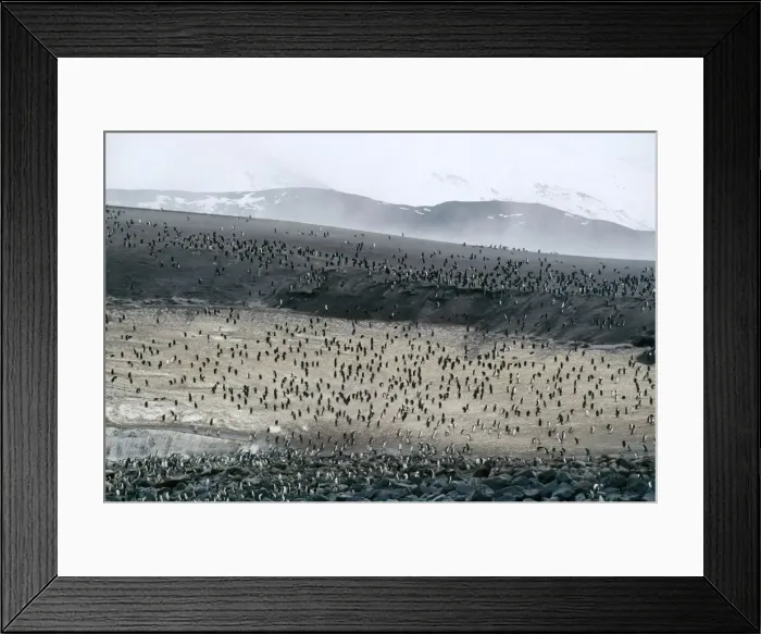 Framed Print : Chinstrap Penguin On volcanic Zavodovski Island in the South Sandwich Islands, Antarctica Framed Print : Chinstrap Penguin On volcanic Zavodovski Island in the South Sandwich Islands, Antarctica