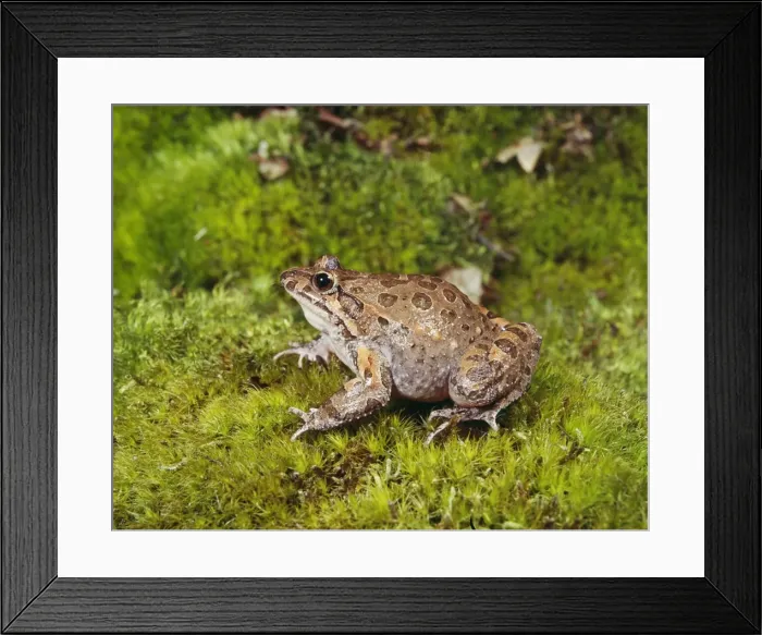 Framed Print : Painted Frog Framed Print : Painted Frog