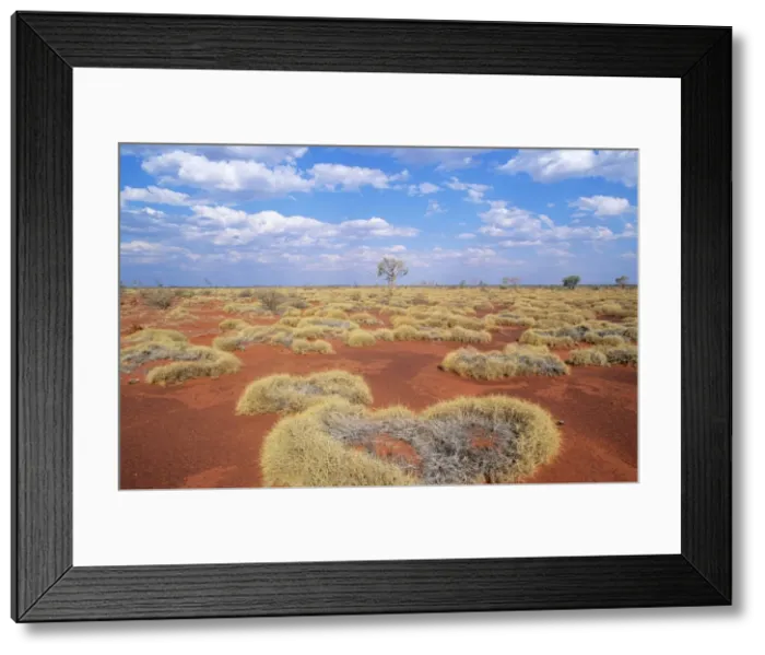 Framed Print : Western Australia - Gibson desert, old spinifex plants (Triodia sp. )