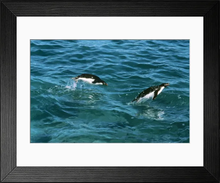 Framed Print : JPF-9144A ADELIE PENGUIN - two leaping through sea Pygoscelis adeliae Jean Paul Ferrero PLEASE READ OUR LICENCE TERMS Framed Print : JPF-9144A ADELIE PENGUIN - two leaping through sea Pygoscelis adeliae Jean Paul Ferrero PLEASE READ OUR LICENCE TERMS