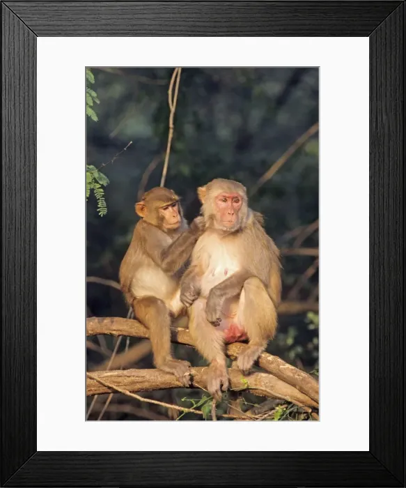Framed Print : Rhesus Monkeys - grooming. India Framed Print : Rhesus Monkeys - grooming. India