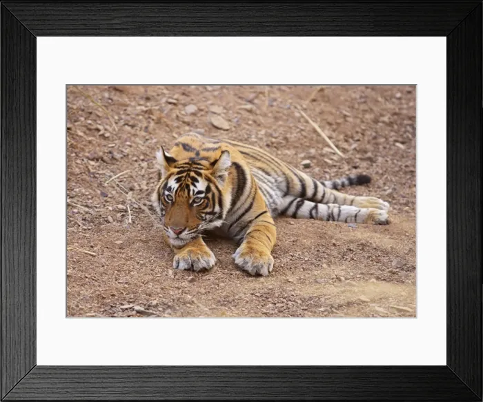 Framed Print : Pensive Royal Bengal Tiger, Ranthambhor National Park, India Framed Print : Pensive Royal Bengal Tiger, Ranthambhor National Park, India
