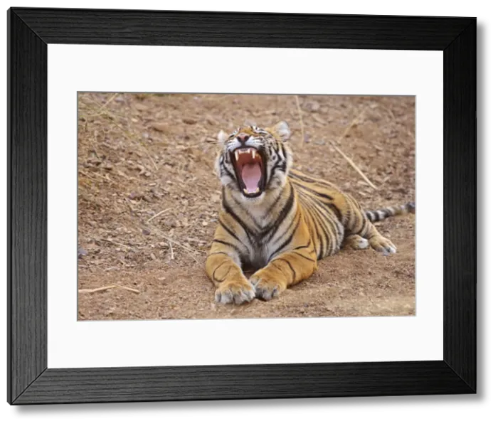 Framed Print : Royal Bengal Tiger yawning, Ranthambhor National Park, India Framed Print : Royal Bengal Tiger yawning, Ranthambhor National Park, India
