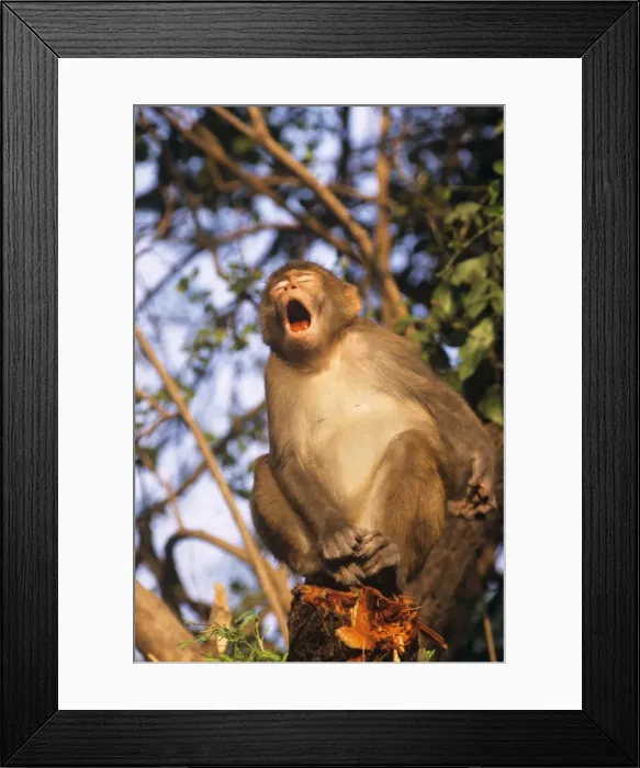 Framed Print : Rhesus Macaque Monkey - in tree, mouth open Keoladeo National Park, India Framed Print : Rhesus Macaque Monkey - in tree, mouth open Keoladeo National Park, India