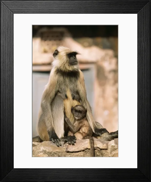 Framed Print : Hanuman Langur Monkey Mother & baby, Rajasthan, India Framed Print : Hanuman Langur Monkey Mother & baby, Rajasthan, India
