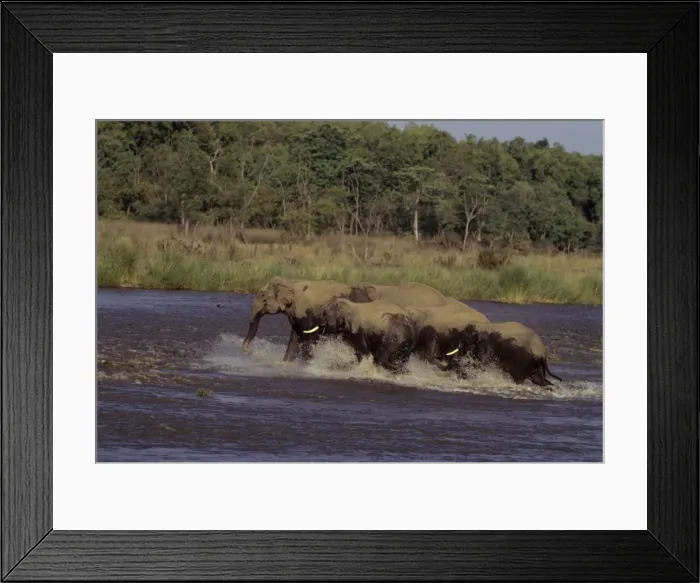Framed Print : Indian Elephants - Crossing the river Ramganga Corbett National Park, India Framed Print : Indian Elephants - Crossing the river Ramganga Corbett National Park, India
