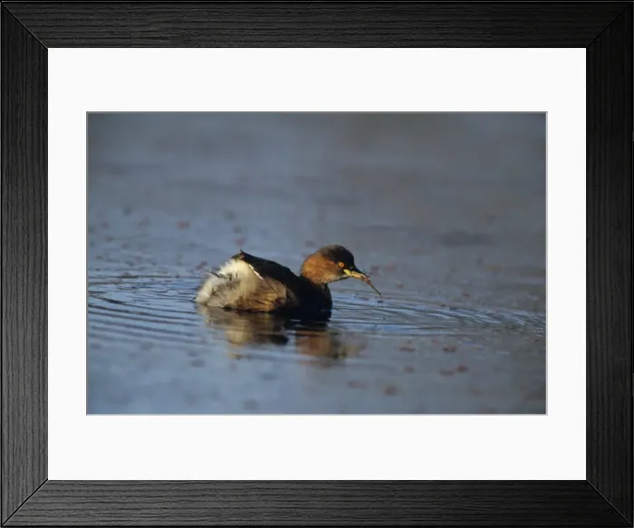 Framed Print : Little Grebe (dabchick) - Feeding on mosquito Keoladeo National Park, India Framed Print : Little Grebe (dabchick) - Feeding on mosquito Keoladeo National Park, India