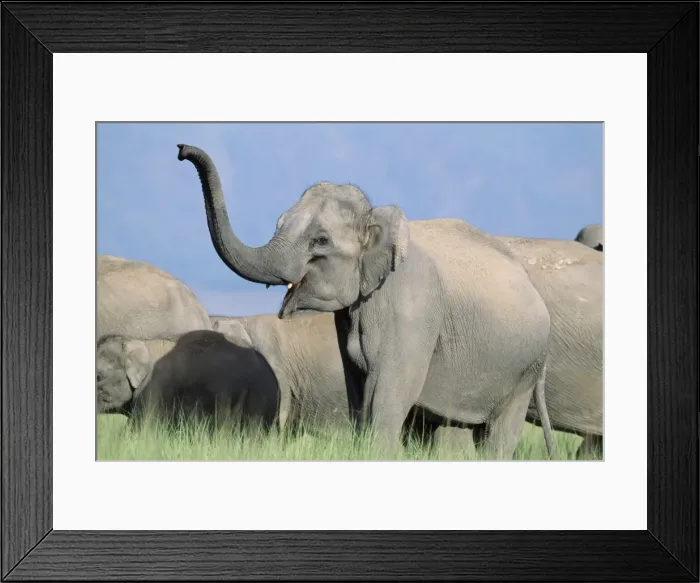 Framed Print : Indian Elephant - Catching the scent. Corbett National Park, India Framed Print : Indian Elephant - Catching the scent. Corbett National Park, India