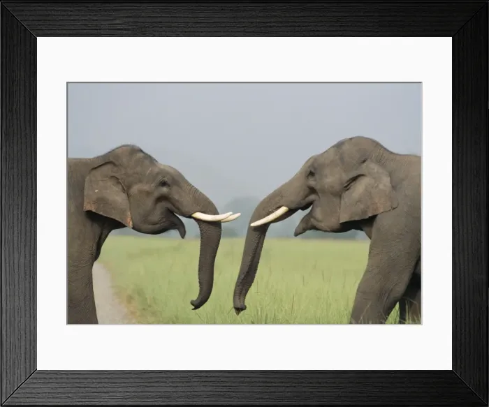 Framed Print : Indian Elephant - Play fighting. Corbett National Park, Indian
