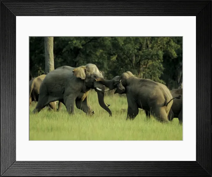 Framed Print : Indian / Asian Elephants - Sparring Corbett National Park, India Framed Print : Indian / Asian Elephants - Sparring Corbett National Park, India