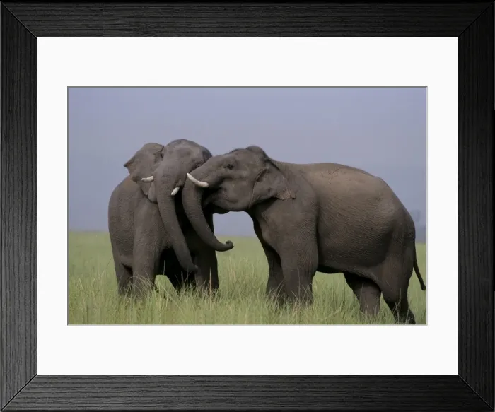 Framed Print : Indian / Asian Elephants - two touching heads Corbett National Park, India Framed Print : Indian / Asian Elephants - two touching heads Corbett National Park, India