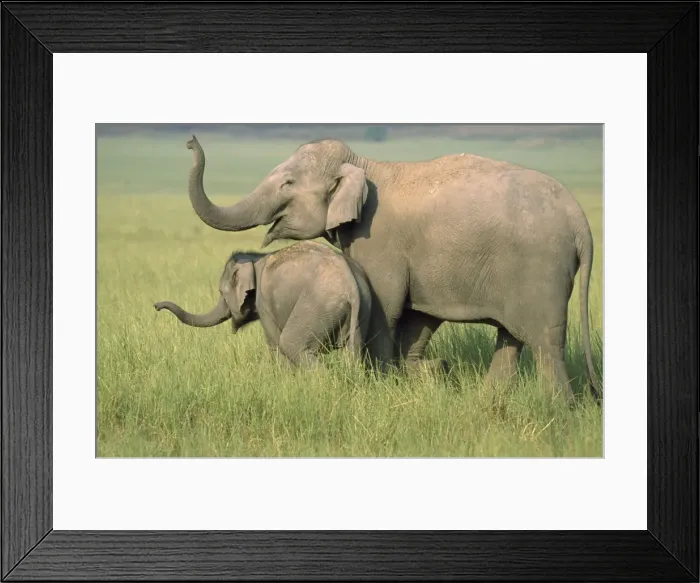 Framed Print : Indian Elephant - catching the scent Corbrtt National Park, India Framed Print : Indian Elephant - catching the scent Corbrtt National Park, India
