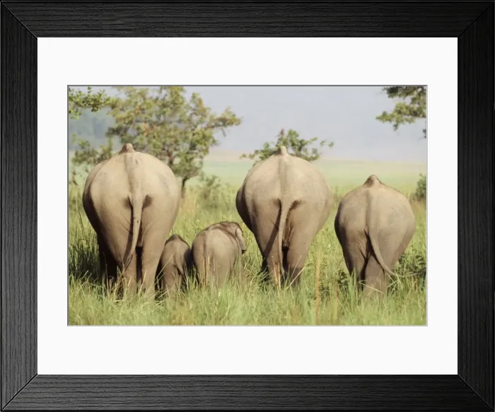 Framed Print : Asian / Indian Elephant - in grassland from behind Corbett National Park, India Framed Print : Asian / Indian Elephant - in grassland from behind Corbett National Park, India