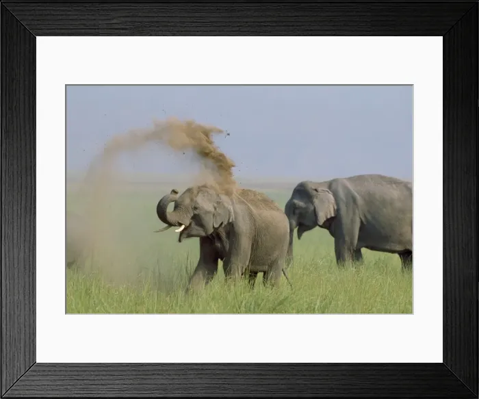 Framed Print : Indian Elephant - taking dust bath Corbrtt National Park, India Framed Print : Indian Elephant - taking dust bath Corbrtt National Park, India