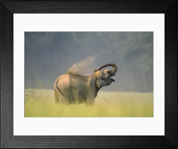 Framed Print : Indian Elephant - taking dust bath Corbrtt National Park, India Framed Print : Indian Elephant - taking dust bath Corbrtt National Park, India