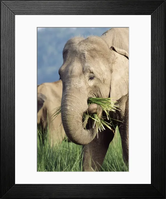 Framed Print : Indian Elephant - feeding Corbett National Park Framed Print : Indian Elephant - feeding Corbett National Park