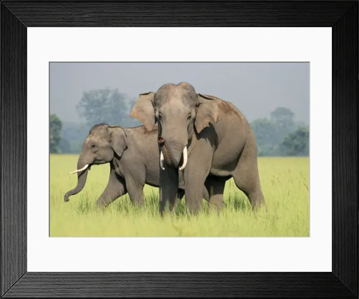 Framed Print : Indian / Asian Elephants - adult and calf catching the scent Corbett National Park, India Framed Print : Indian / Asian Elephants - adult and calf catching the scent Corbett National Park, India