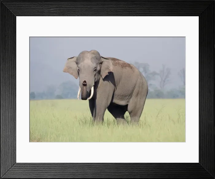 Framed Print : Asian  /  Indian Elephant - catching the scent. Corbett National Park India