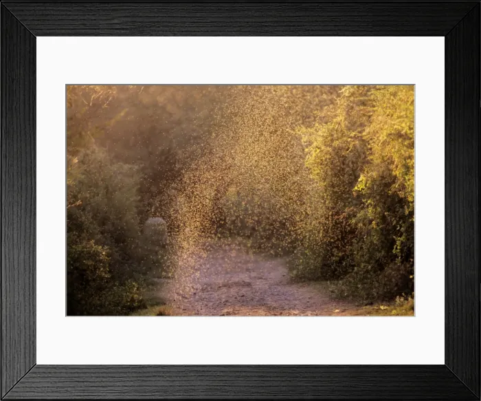 Framed Print : Mosquito - swarm Keloadeo National Park, India Framed Print : Mosquito - swarm Keloadeo National Park, India