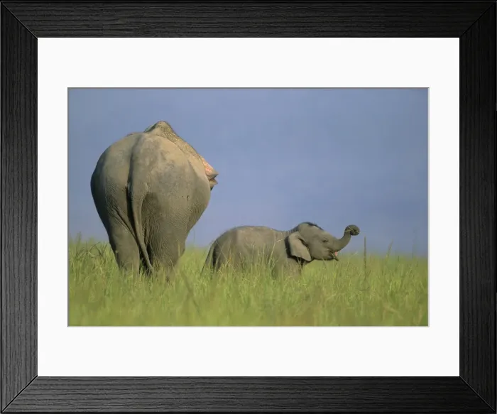 Framed Print : Indian / Asian Elephant - with calf Corbett National Park, India Framed Print : Indian / Asian Elephant - with calf Corbett National Park, India