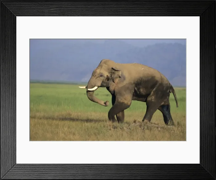 Framed Print : Double-masth Male Indian / Asian Elephant - besides passing masth through its temples. it keeps dripping it from its organ, a rare condition and it smells very strong. Corbett National Park, India Framed Print : Double-masth Male Indian / Asian Elephant - besides passing masth through its temples. it keeps dripping it from its organ, a rare condition and it smells very strong. Corbett National Park, India